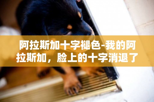 阿拉斯加十字褪色-我的阿拉斯加，臉上的十字消退了，怎么回事啊？急急急