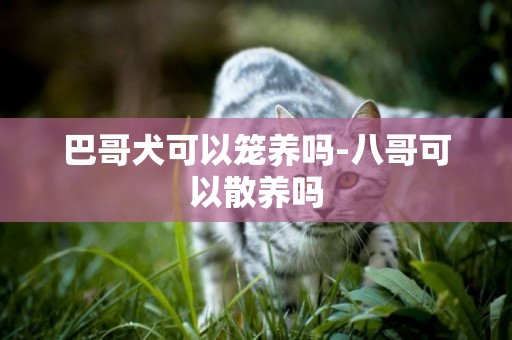 巴哥犬可以籠養嗎-八哥可以散養嗎