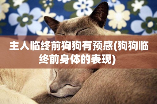 主人臨終前狗狗有預感(狗狗臨終前身體的表現) 