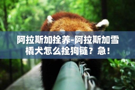 阿拉斯加拴養-阿拉斯加雪橇犬怎么拴狗鏈？急！