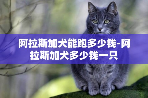 阿拉斯加犬能跑多少錢-阿拉斯加犬多少錢一只