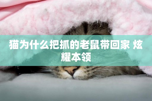 貓為什么把抓的老鼠帶回家 炫耀本領