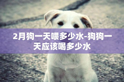 2月狗一天喂多少水-狗狗一天應該喝多少水
