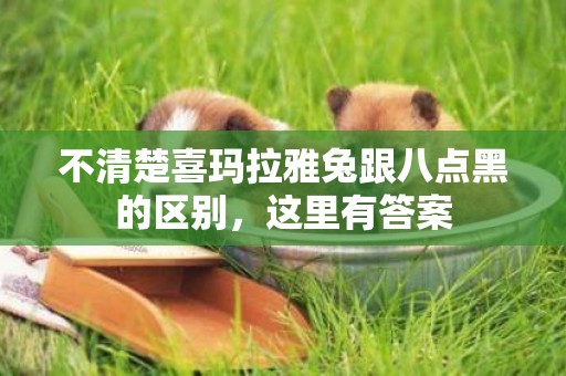 不清楚喜瑪拉雅兔跟八點黑的區別，這里有答案