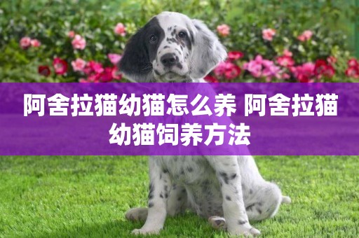 阿舍拉貓幼貓怎么養 阿舍拉貓幼貓飼養方法