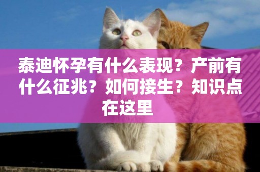 泰迪懷孕有什么表現？產前有什么征兆？如何接生？知識點在這里 