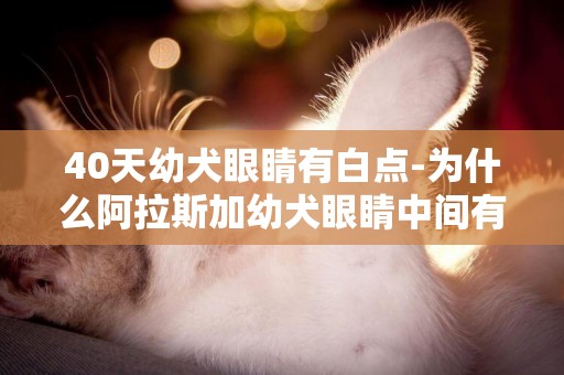 40天幼犬眼睛有白點-為什么阿拉斯加幼犬眼睛中間有白點