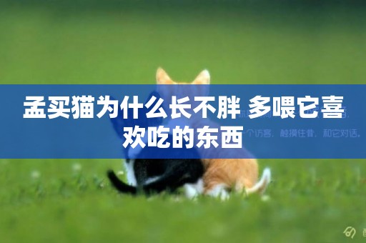 孟買貓為什么長不胖 多喂它喜歡吃的東西