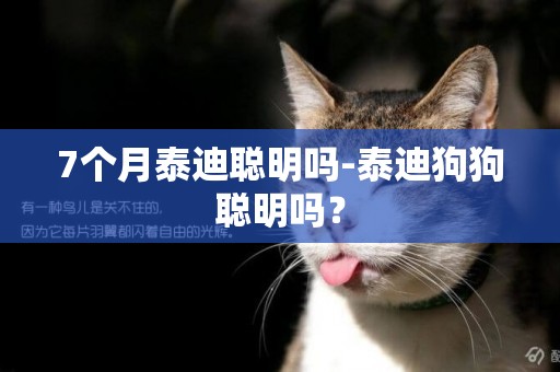 7個月泰迪聰明嗎-泰迪狗狗聰明嗎？
