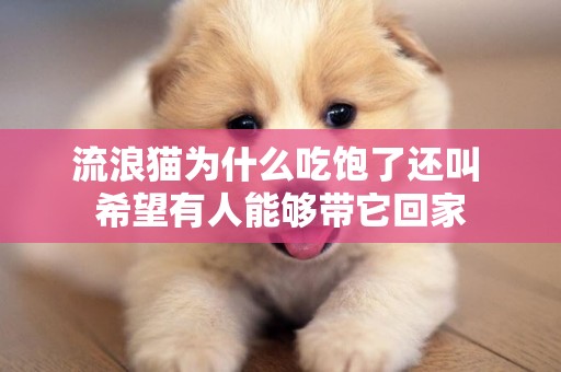 流浪貓為什么吃飽了還叫 希望有人能夠帶它回家
