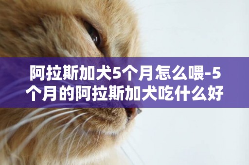阿拉斯加犬5個月怎么喂-5個月的阿拉斯加犬吃什么好？