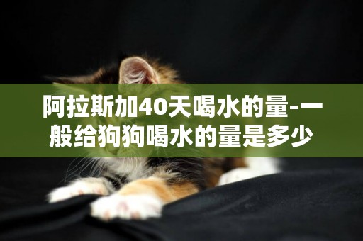 阿拉斯加40天喝水的量-一般給狗狗喝水的量是多少