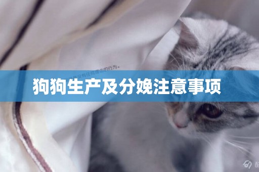 狗狗生產及分娩注意事項 