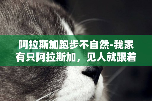 阿拉斯加跑步不自然-我家有只阿拉斯加，見人就跟著跑，該怎么辦。