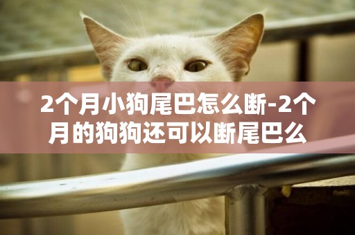 2個月小狗尾巴怎么斷-2個月的狗狗還可以斷尾巴么