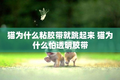 貓為什么粘膠帶就跳起來 貓為什么怕透明膠帶