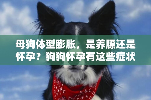 母狗體型膨脹，是養膘還是懷孕？狗狗懷孕有這些癥狀，主人要注意 