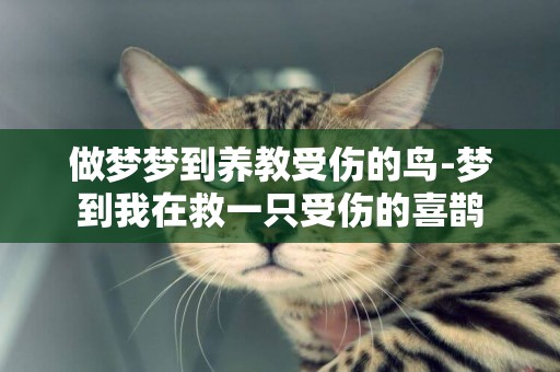 做夢夢到養教受傷的鳥-夢到我在救一只受傷的喜鵲