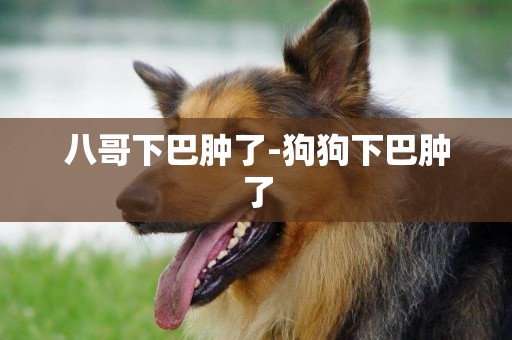 八哥下巴腫了-狗狗下巴腫了