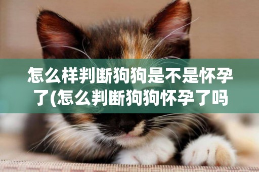 怎么樣判斷狗狗是不是懷孕了(怎么判斷狗狗懷孕了嗎) 