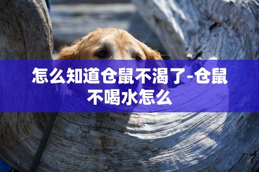 怎么知道倉鼠不渴了-倉鼠不喝水怎么