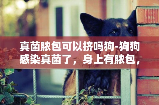 真菌膿包可以擠嗎狗-狗狗感染真菌了，身上有膿包，掉毛，看起來好可憐，怎么辦啊？幫幫忙啊？55
