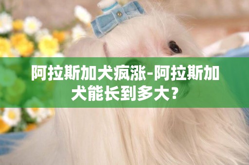阿拉斯加犬瘋漲-阿拉斯加犬能長到多大？