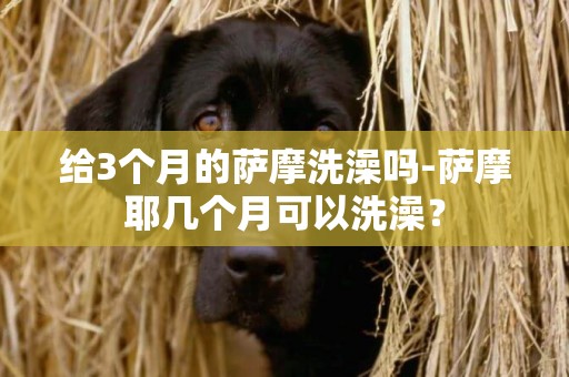 給3個月的薩摩洗澡嗎-薩摩耶幾個月可以洗澡？