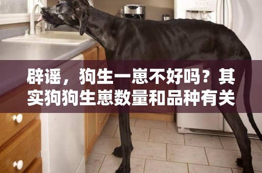 辟謠，狗生一崽不好嗎？其實狗狗生崽數量和品種有關系 
