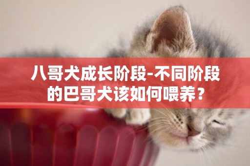 八哥犬成長階段-不同階段的巴哥犬該如何喂養？