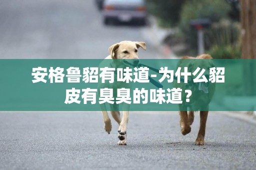 安格魯貂有味道-為什么貂皮有臭臭的味道？