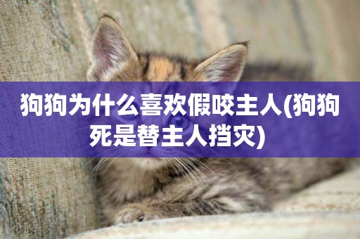 狗狗為什么喜歡假咬主人(狗狗死是替主人擋災) 