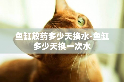 魚缸放藥多少天換水-魚缸多少天換一次水