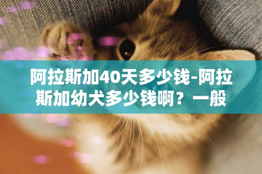 阿拉斯加40天多少錢-阿拉斯加幼犬多少錢啊？一般