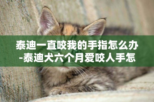 泰迪一直咬我的手指怎么辦-泰迪犬六個月愛咬人手怎么辦