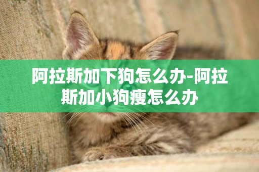 阿拉斯加下狗怎么辦-阿拉斯加小狗瘦怎么辦