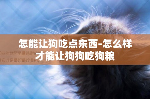 怎能讓狗吃點東西-怎么樣才能讓狗狗吃狗糧
