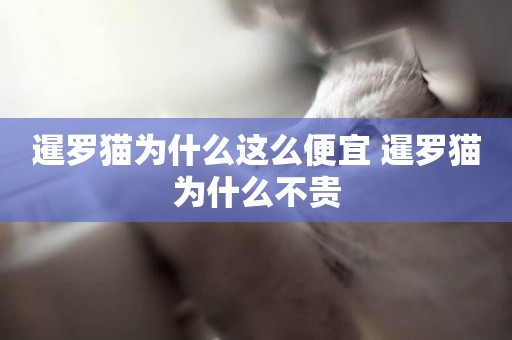 暹羅貓為什么這么便宜 暹羅貓為什么不貴