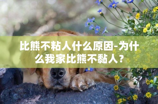 比熊不粘人什么原因-為什么我家比熊不黏人？