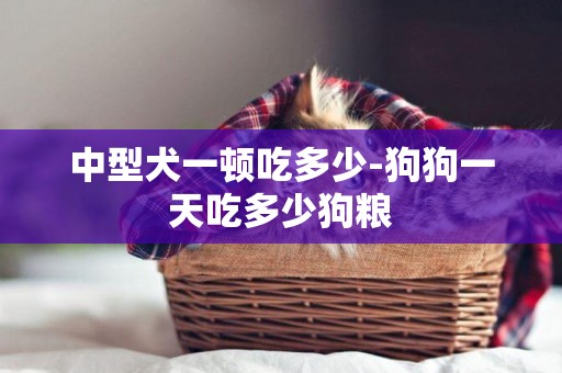 中型犬一頓吃多少-狗狗一天吃多少狗糧