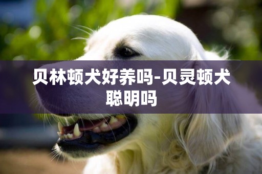 貝林頓犬好養嗎-貝靈頓犬聰明嗎