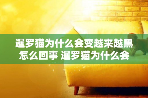 暹羅貓為什么會變越來越黑怎么回事 暹羅貓為什么會變色