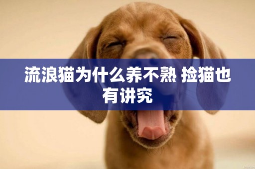 流浪貓為什么養不熟 撿貓也有講究