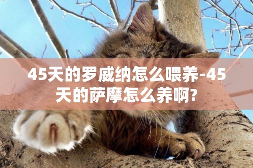 45天的羅威納怎么喂養-45天的薩摩怎么養啊?