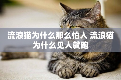 流浪貓為什么那么怕人 流浪貓為什么見人就跑