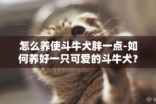 怎么養使斗牛犬胖一點-如何養好一只可愛的斗牛犬？