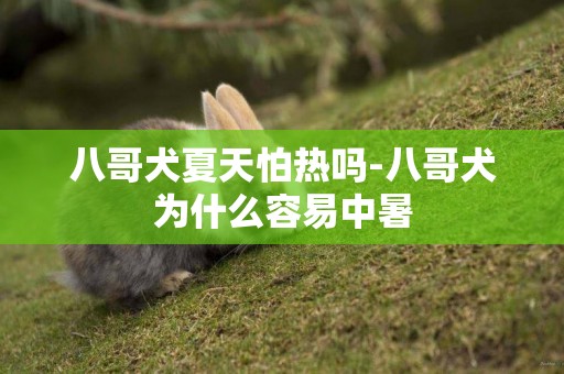 八哥犬夏天怕熱嗎-八哥犬為什么容易中暑