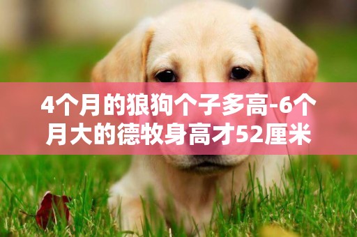 4個月的狼狗個子多高-6個月大的德牧身高才52厘米正常嗎？