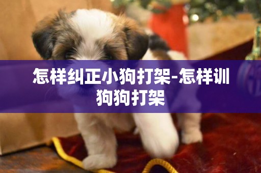 怎樣糾正小狗打架-怎樣訓狗狗打架