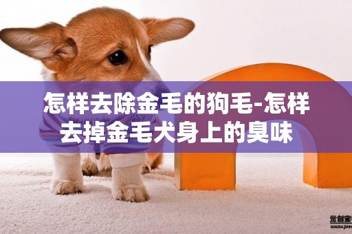 怎樣去除金毛的狗毛-怎樣去掉金毛犬身上的臭味